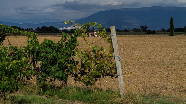 Signalétique de vendanges et de cave coopérative : bennes, CO2 et affichage saisonnier